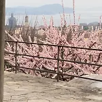 Il Nespolo *