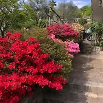 Il Nespolo Βερμπάνια
